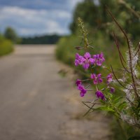 Обочина :: Владимир Буравкин