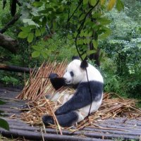 волонтер панды :: chinaguide Ся