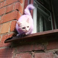 Розовый кот :: Анастасия Ковалева