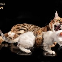 Бенгальские котята,бенгальский кот :: Наталья Сидорова
