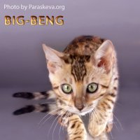 Бенгальские котята,бенгальский кот :: Наталья Сидорова