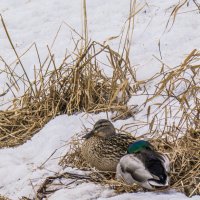 Ути прилетели... Весна! :: Соня Орешковая (Евгения Муравская)