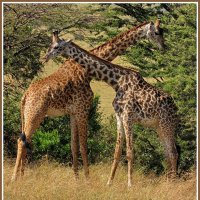 Кенийские жирафы :: Евгений Печенин