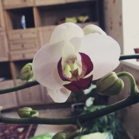Кофейная орхидея :: Ирина Чумакова