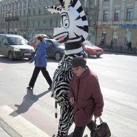 Существенная помощь пешеходных волонтёров :: Василий Зернов