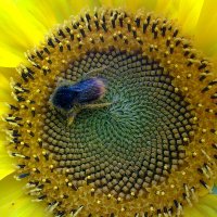 Труженица пчёлка - Майя :: Наталия Павлова