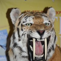 Саблезубый тигр :: Кира Пушечкина