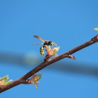 Весна :: Олег Ивасенко