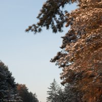 Зимний лес на закате :: Валерий Плотников
