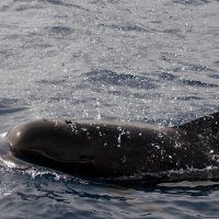 встречали уже китов ! :: человечик prikolist