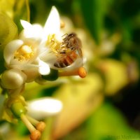 Пчела на цветке лимона. :: Sergei Merkulov