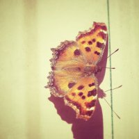 Первая весенняя бабочка :: Афродита Фотолюбитель