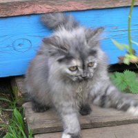 Котёнок :: Юрий Павлович