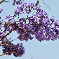 23.04.13  Цветет джакаранда, Jacaranda mimosifolia :: Борис Ржевский