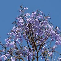 23.04.13  Цветет джакаранда, Jacaranda mimosifolia :: Борис Ржевский