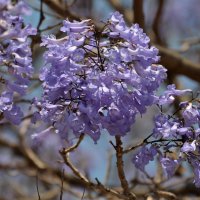 23.04.13  Цветет джакаранда, Jacaranda mimosifolia :: Борис Ржевский