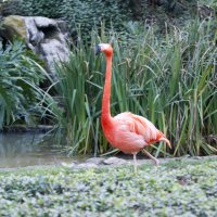 Розовый фламинго :: Владимир Сорин