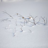 Ветви под снегом :: Андрей Меренов