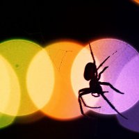 Spider-dancer :: Степан Миронов