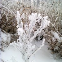 Зимняя сказка :: Натали Жоля