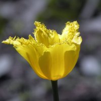 "желтые тюльпаны..." :: Александр Попов