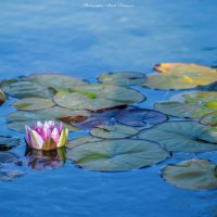 Water Lilies :: Мисак Каладжян