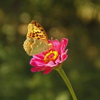 Бабочка на цветке :: esadesign Егерев