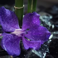 Орхидея и бамбук :: Ирина Приходько