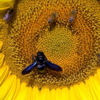 Вариации на тему Пчелы-Плотника :: ira mashura