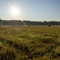 Утренне поле :: Константин Сафронов