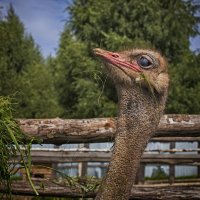 Мы страусы - гордые и величественные птицы...., но глупые. :: Сергей Израилев