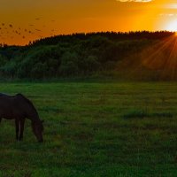 Закат над пастбищем :: Анатолий Клепешнёв