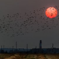 Кровавое солнце над Шумилино. :: Анатолий Клепешнёв