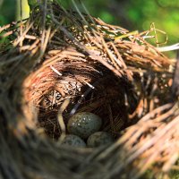 «Гнездо» :: Aleks Nikon.ua