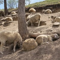 Отдых в жаркий полдень :: Галина Татьяныч