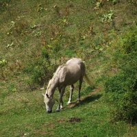 Лошадь и Природа :: Hersberger 