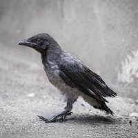 Crow ... :: Vadim77755 Коркин