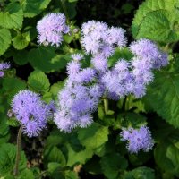 Агератум (лат. Ageratum). :: Елена 