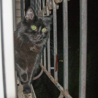 .. трудно отыскать чёрную кошку в темноте без вспышки... :: Юлия Бабитко
