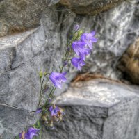 Цветок в скале :: Дмитрий 