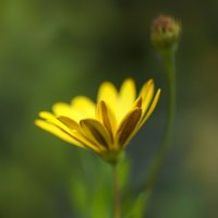 in yellow :: Zinovi Seniak