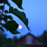 Луна :: Андрей Козинец