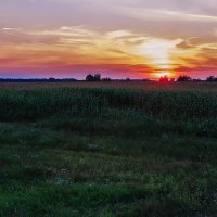 Закат на кукурузном поле :: Ирина Приходько