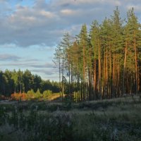 покой августовского вечера :: Елена 