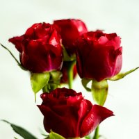 розы :: Алёна Петрова