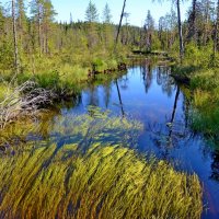 Безымянные реки Карелии :: Александр Шихин