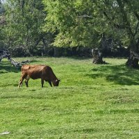 Пастбище :: Светлана Воробьёва