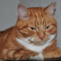 Мой кот Кокос. :: Виталий Виницкий