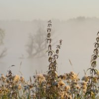 *** :: Валерий Яблоков