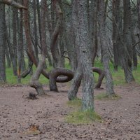 Танцующий лес :: Андрей Королев 